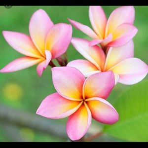 Meet your Posher, Su